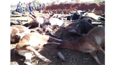 Along the route to Bulawayo, calamity strikes when a gonyeti truck ploughs into a herd of cattle.