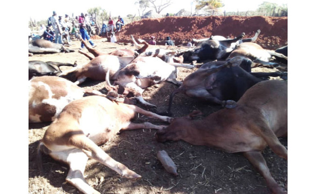 Along the route to Bulawayo, calamity strikes when a gonyeti truck ploughs into a herd of cattle.