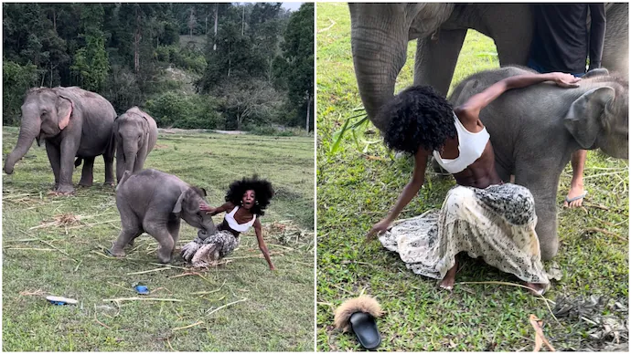 Elephant Kills Woman, Hyenas Devour Body