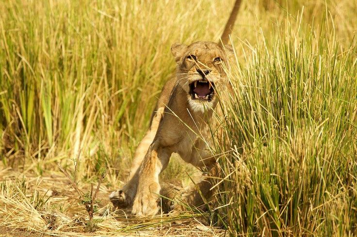 Two Zimbabwean Boys Fight Off Lioness With Bare Hands