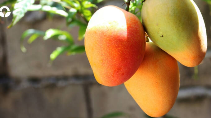 Two Die After Eating Mangoes