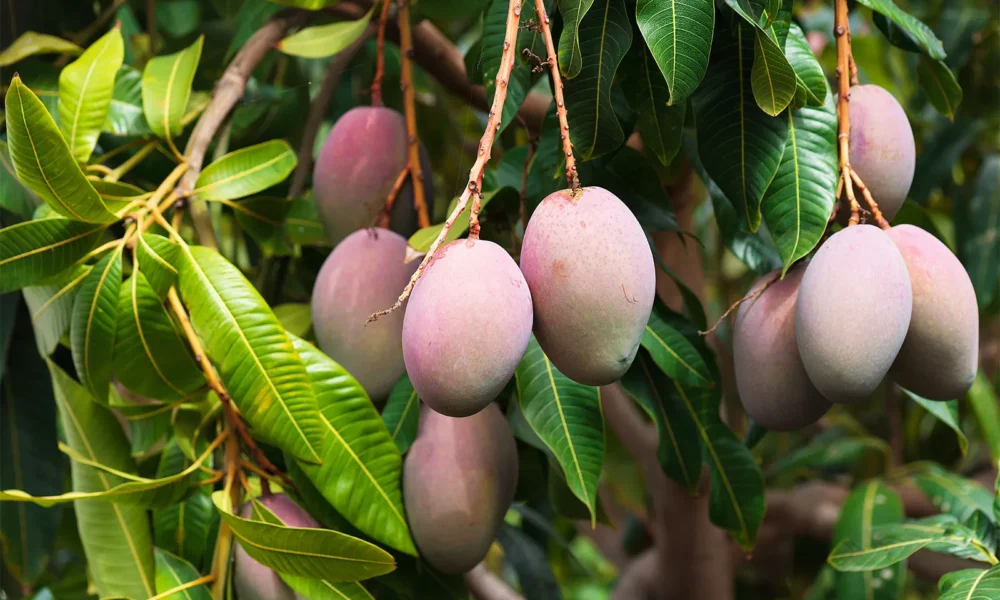 Man Kills Brother-In-LAw Over Mangoes