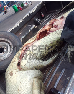 Rangers Cut Open Crocodile To Retrieve Eaten Fisherman's Body Parts