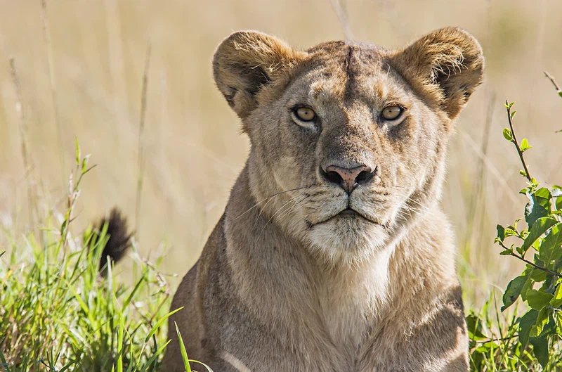Portrait of a lioness. Photo via Adobe Stock