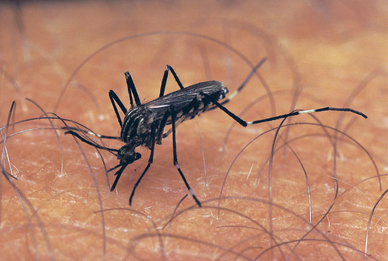 LATEST reports from Health and Child Care ministry have shown that malaria has claimed 39 lives in the country, while 17 623 are suffering from the disease. Malaria is a preventable and treatable disease caused by plasmodium parasites, and is transmitted by the bite of infected mosquitoes.