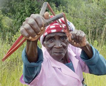 Ms Tshinakaho Mananga (96) demonstrates how she uses her catapult to shoot the baboons and monkeys that vandalise her orchard. Photo: Victor Mukwevho.