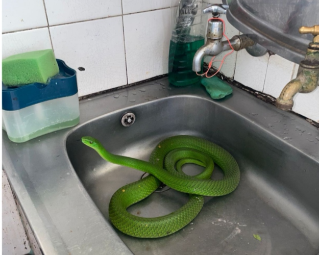 The 1.7m green mamba in the kitchen sink. Image: Crocworld