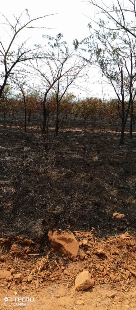 Saviour Kasukuwere's citrus plantation goes up in flames