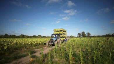 Farmers say agriculture in Zimbabwe is booming, with record harvests for tobacco crops this year CREDIT: REUTERS/Mike Hutchings