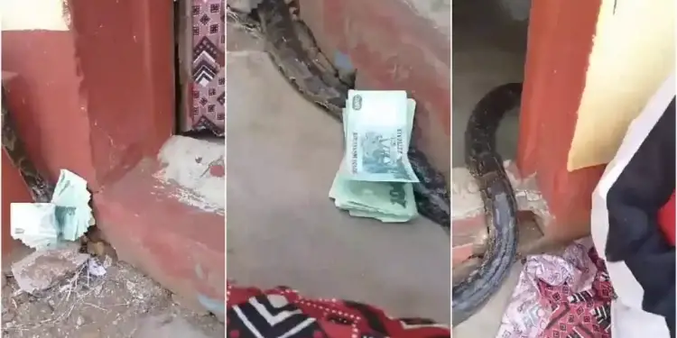 Snake carrying cash