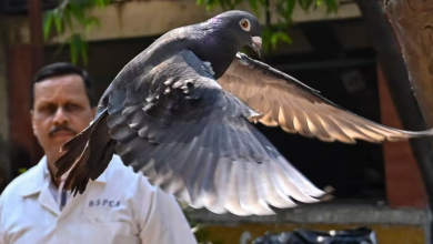 A pigeon that was captured eight months back near a port after being suspected to be a Chinese spy. (Source: Associated Press)