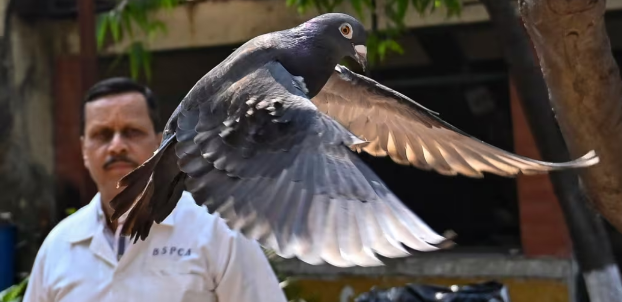 A pigeon that was captured eight months back near a port after being suspected to be a Chinese spy. (Source: Associated Press)