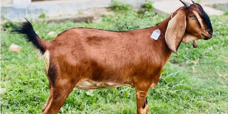 Man Steals Goat, Slaughters It, and Sells Meat Back to Owner